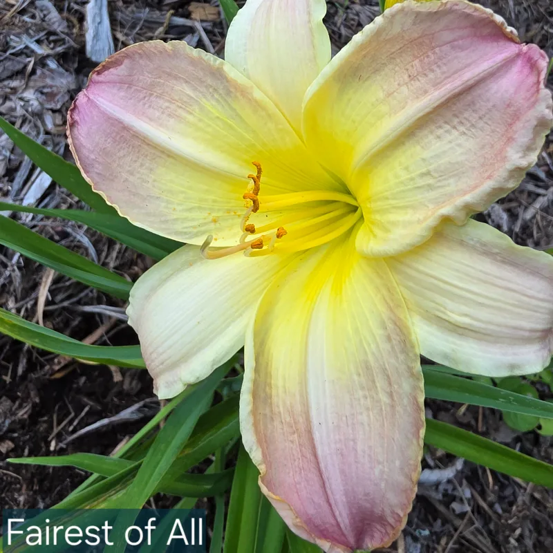 Fairest of All