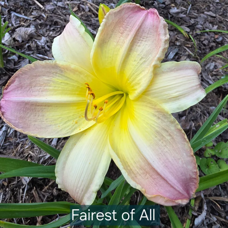 Fairest of All from PlantFancyGardens, LLC