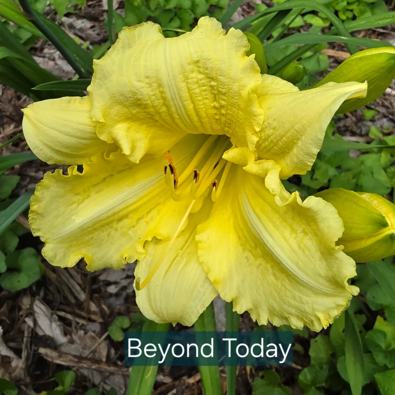 Beyond Today from PlantFancyGardens, LLC