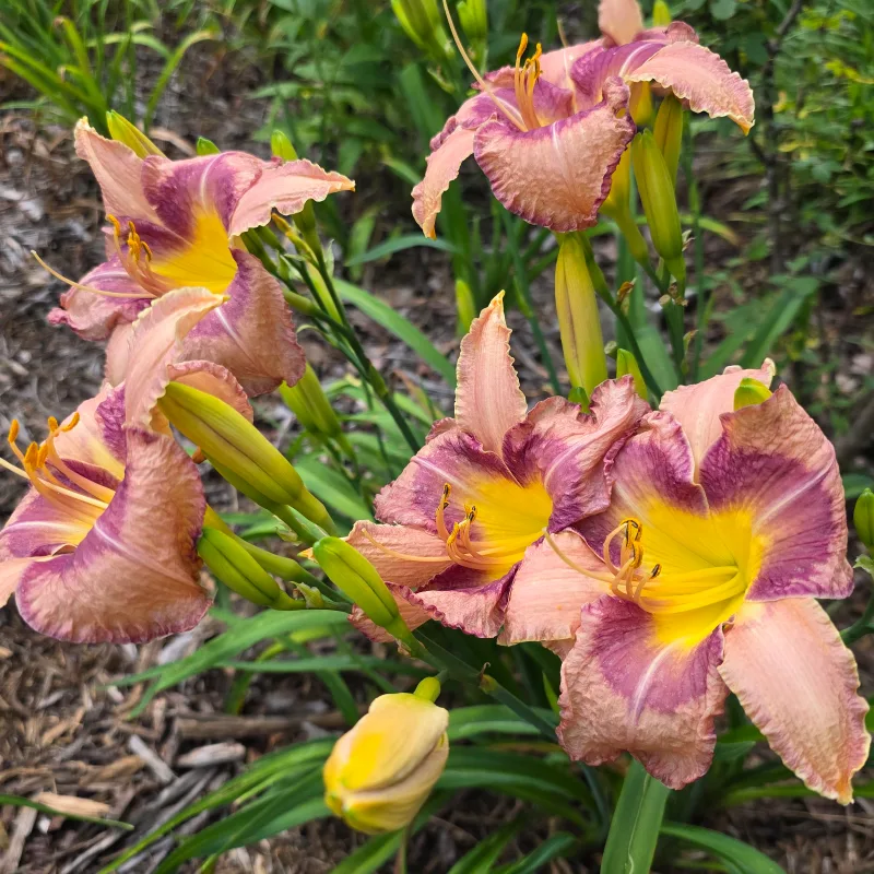 Royal Braid from PlantFancyGardens, LLC