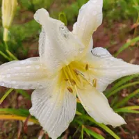 Gentle Shepherd catalog image