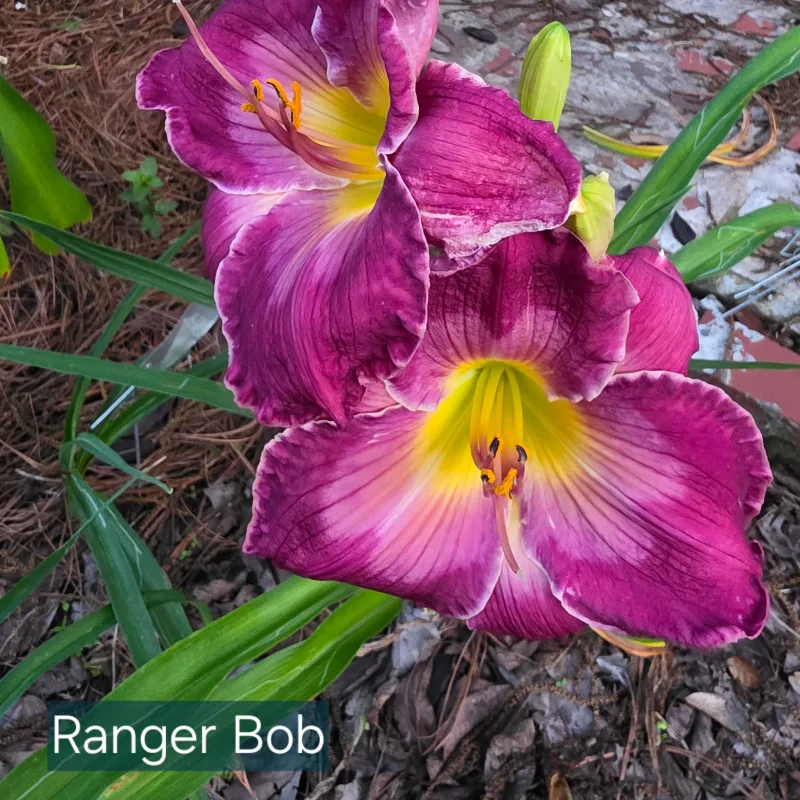 Ranger Bob daylily bloom