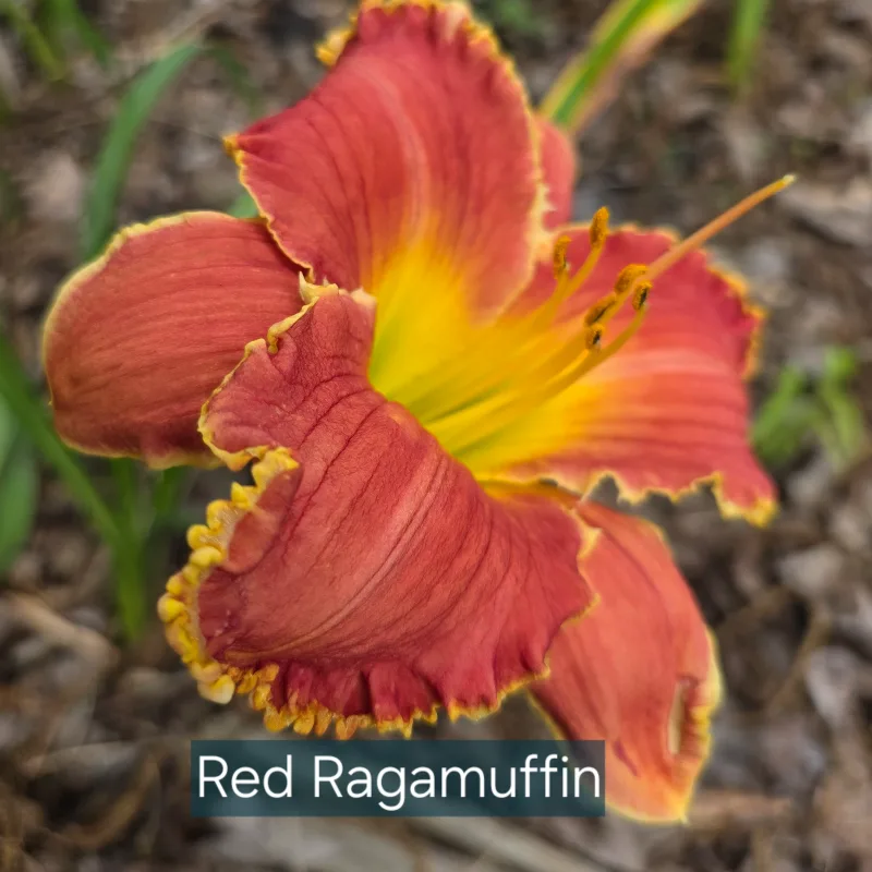 Red Ragamuffin