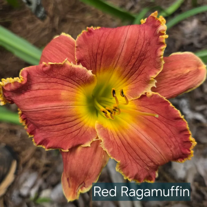 Red Ragamuffin from PlantFancyGardens, LLC