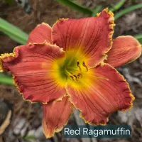 Red Ragamuffin thumbnail