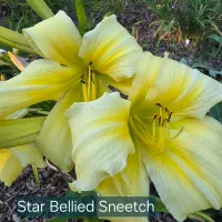 Star-bellied Sneetch thumbnail
