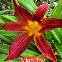 Ming Toy catalog image