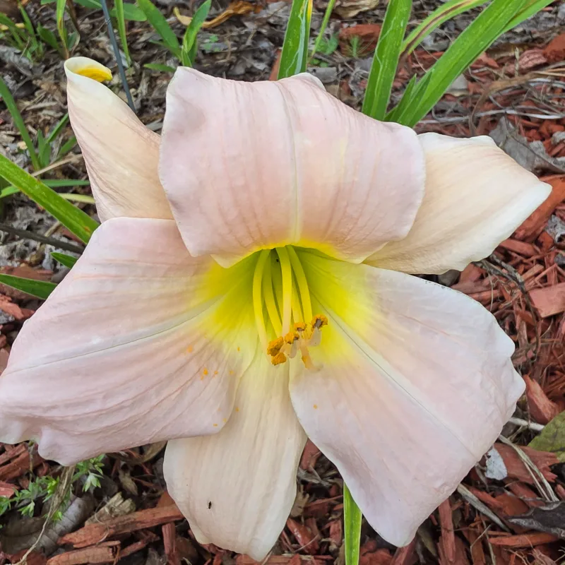 Quiet Whisper from PlantFancyGardens, LLC