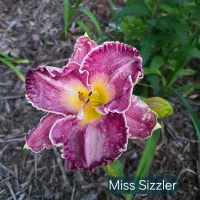 Miss Sizzler catalog image