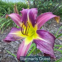 Starman's Quest thumbnail