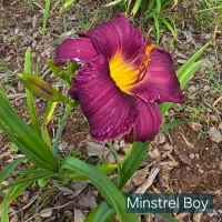 Minstrel Boy thumbnail