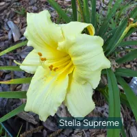 Stella Supreme thumbnail
