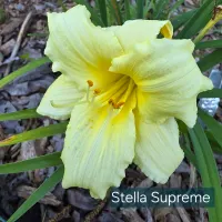 Stella Supreme thumbnail