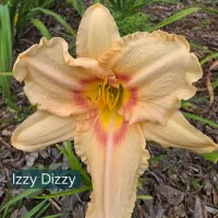 Iszy Dizzy catalog image