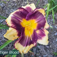 Tiger Blood thumbnail