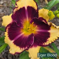Tiger Blood thumbnail