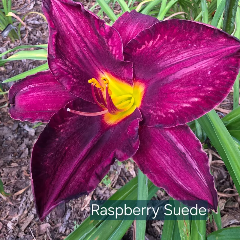 Raspberry Suede from PlantFancyGardens, LLC