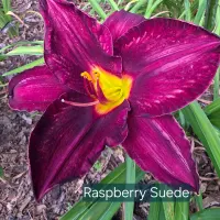 Raspberry Suede thumbnail