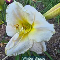 Whiter Shade catalog image