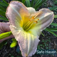 Safe Haven thumbnail