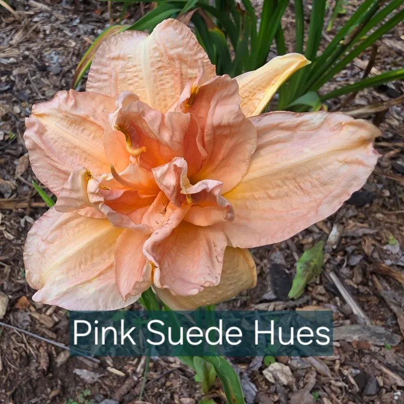 Pink Suede Hues