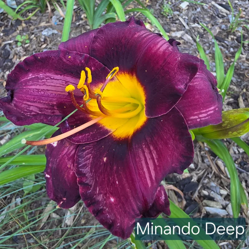 Mindanao Deep daylily bloom