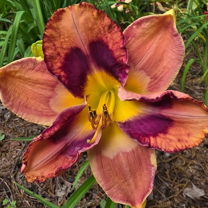 Boomerang Effect from PlantFancyGardens, LLC