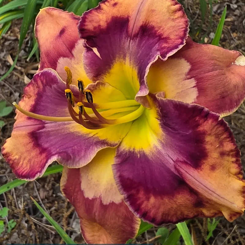 Boomerang Effect from PlantFancyGardens, LLC
