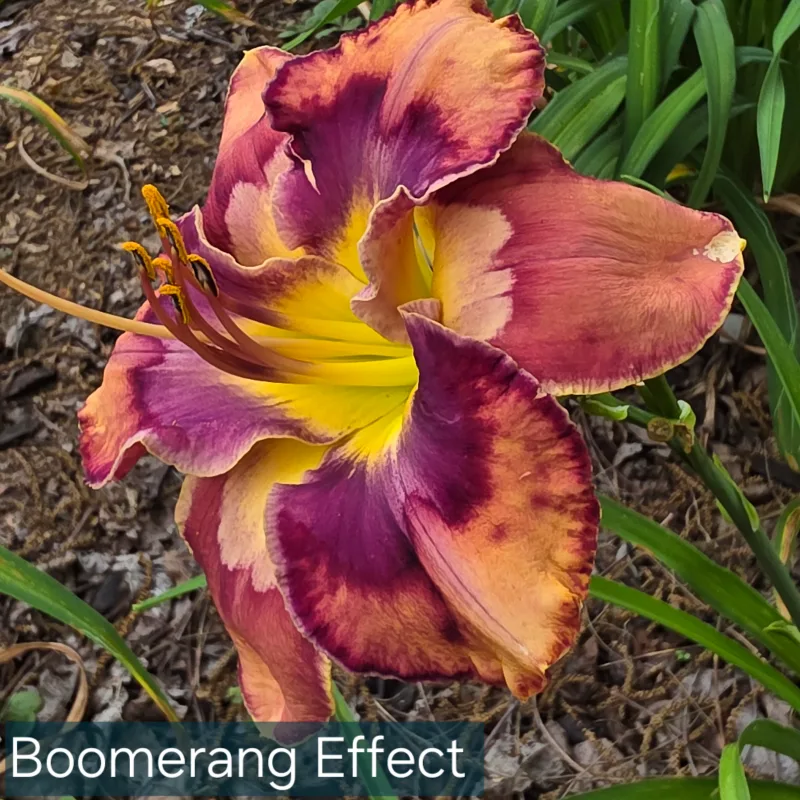 Boomerang Effect from PlantFancyGardens, LLC