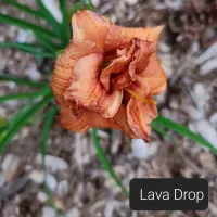 Lava Drop catalog image