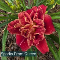 Sparks Prom Queen catalog image