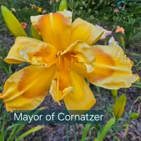 Mayor of Cornatzer thumbnail