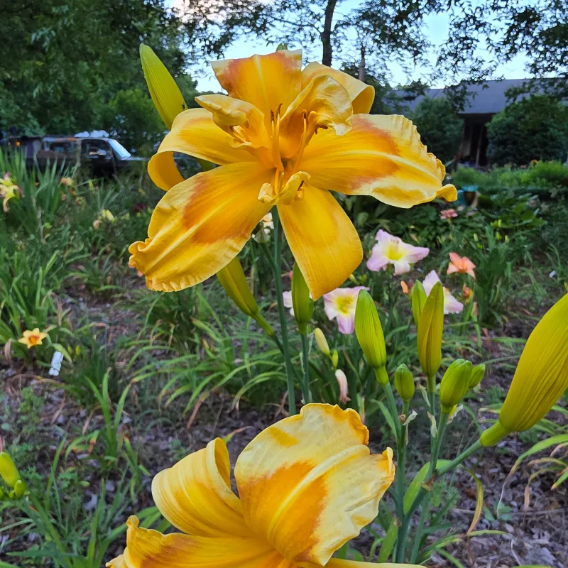 Mayor of Cornatzer from PlantFancyGardens, LLC