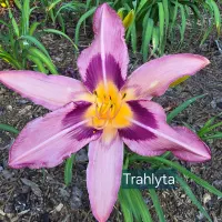 Trahlyta thumbnail