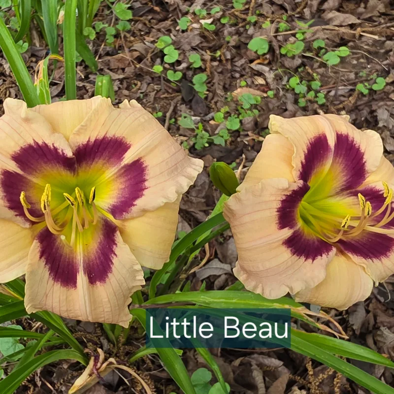 Little Beau from PlantFancyGardens, LLC