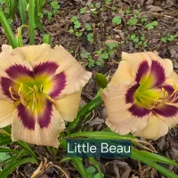 Little Beau thumbnail