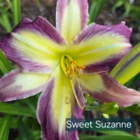 Sweet Suzanne thumbnail