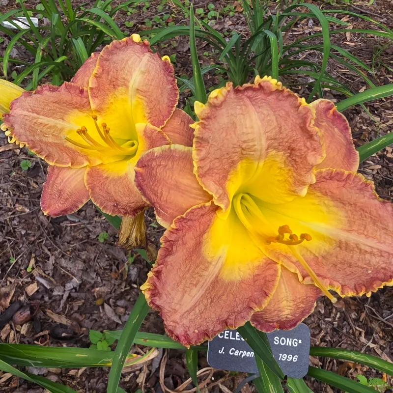 Celestial Song from PlantFancyGardens, LLC