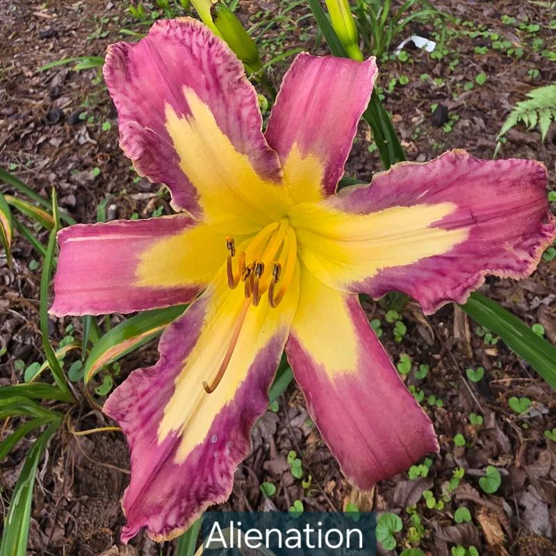 Alienation