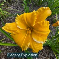 Elegant Explosion thumbnail