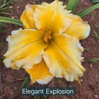 Elegant Explosion thumbnail