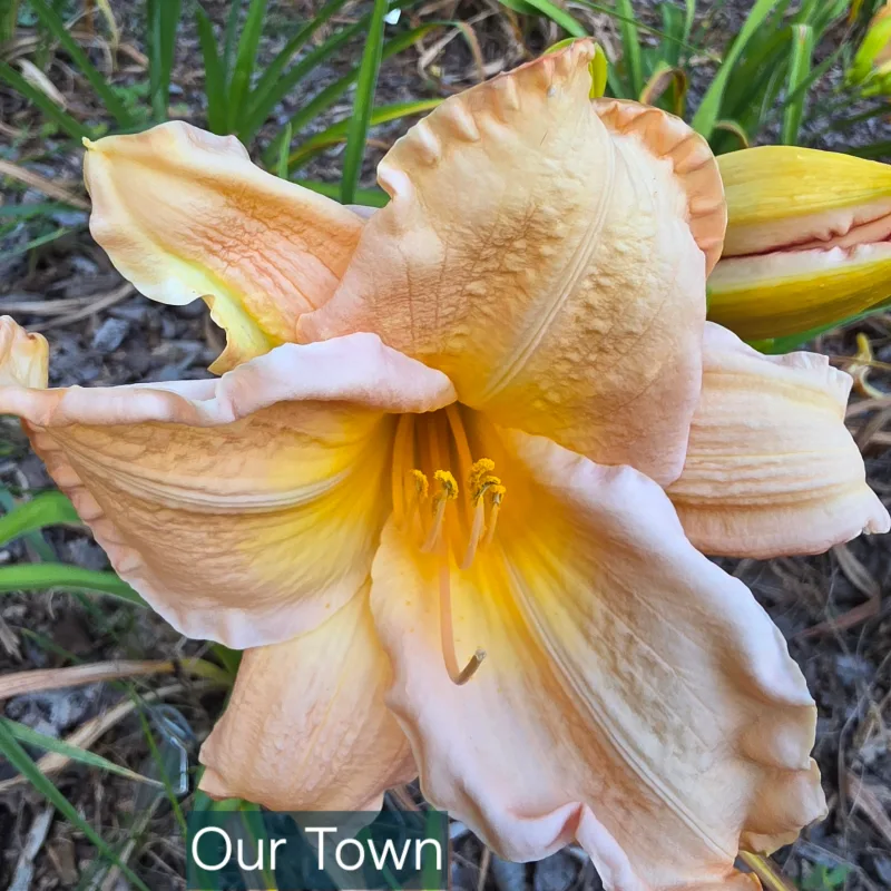 Our Town