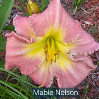 Mable Nelson thumbnail