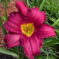 Woodside Ruby thumbnail