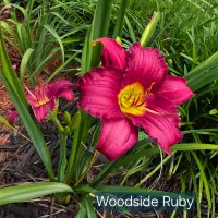 Woodside Ruby thumbnail