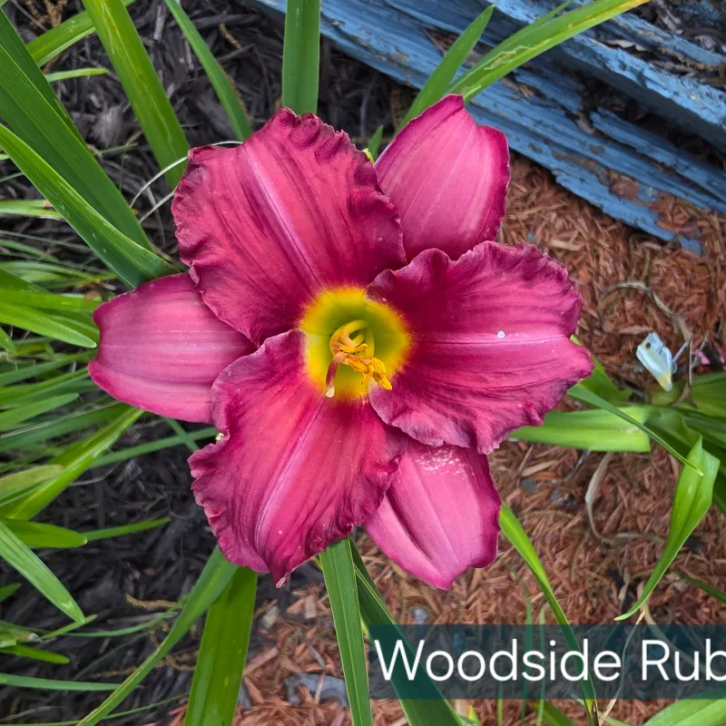 Woodside Ruby from PlantFancyGardens, LLC