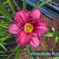 Woodside Ruby thumbnail