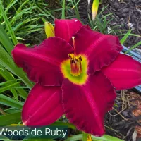 Woodside Ruby thumbnail
