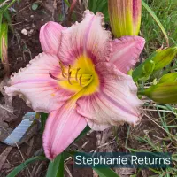 Stephanie Returns catalog image