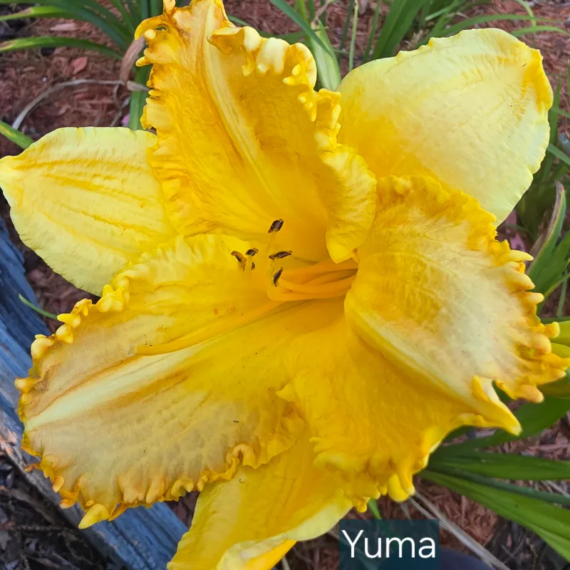 Yuma